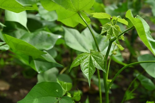 綿の花,Cotton flower
