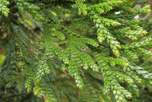 アテ,木,ひのきあすなろ,ヒノキアスナロ