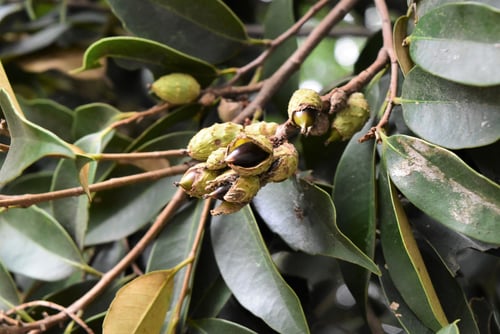 すだじい,どんぐり,スダジイ