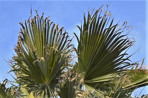 ヤシの木の葉っぱ,画像,ワシントンヤシ