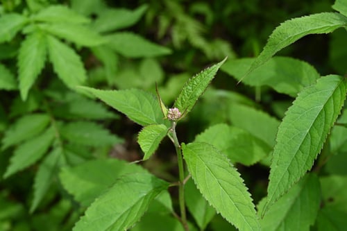 ヒヨドリバナ,ひよどりばな,画像,鵯花