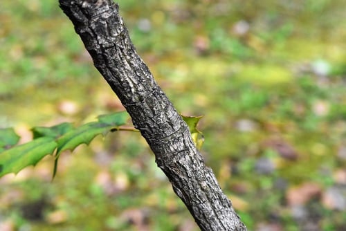 ひいらぎなんてん,幹,ヒイラギナンテン