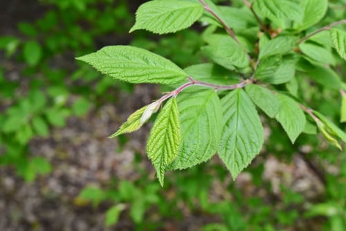 ゆすらうめ,葉っぱ,画像,ユスラウメ