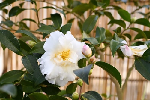 白い花のかんつばき　名前　種類