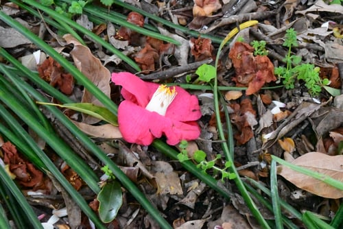 ヤブツバキ,やぶつばき,打ち首