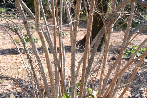 蝋梅の木,剪定,ロウバイ