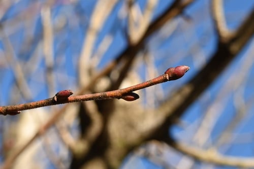 シナノキ,信濃,木,特徴,しなのき