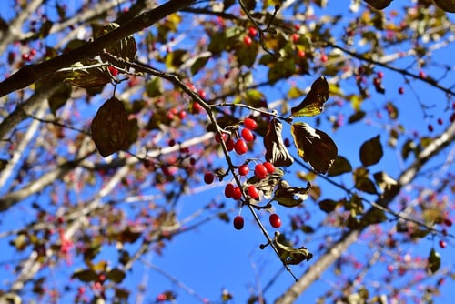 Japanese cornel dogwood,fruits
