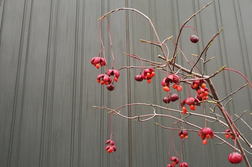 ツリバナの木,つりばな,赤い実,画像