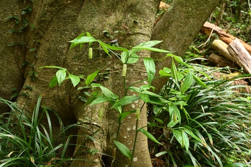 ホウチャクソウ,syokubutu 