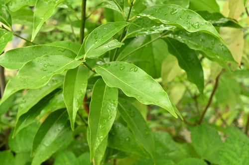 クスノキ,赤肌楠,樟