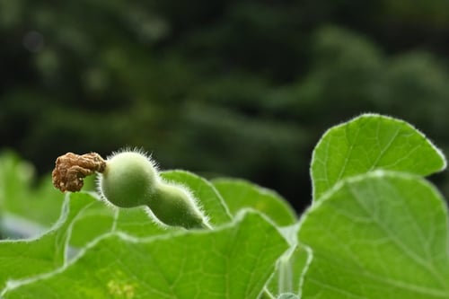 ひょうたん,ヒョウタン,瓢箪