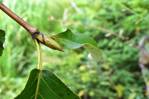 泥柳,新芽,ドロノキ