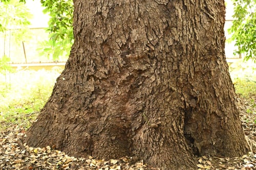 クスノキ,楠木,くすのき,植物