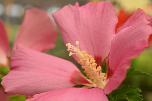 ムクゲの木,雌蕊,雄蕊,むくげ,ムクゲの木,木槿