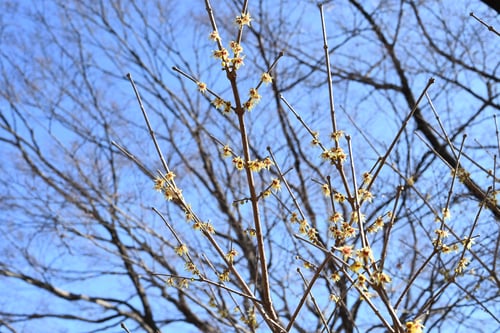 ろうばい,植木,ロウバイ