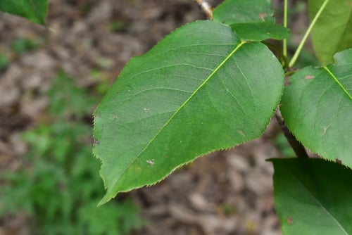 梨の葉,画像,なしのき