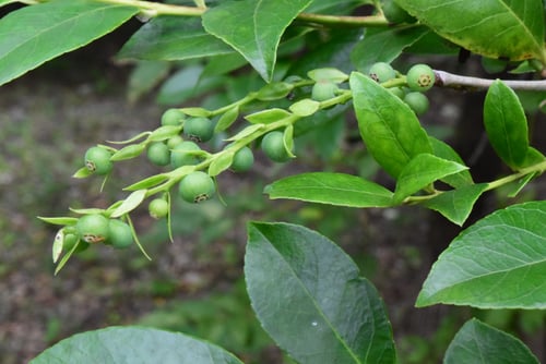 しゃしゃんぼ,サシブの木,実,シャシャンボ