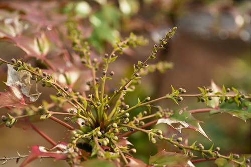 ひいらぎなんてん,植物,ヒイラギナンテン