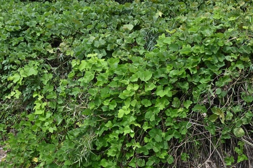 葛のツル,くず,植物,クズ