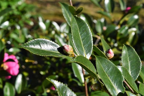 寒椿,カンツバキ,かんつばき,種類