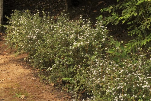 生垣に向いている低木