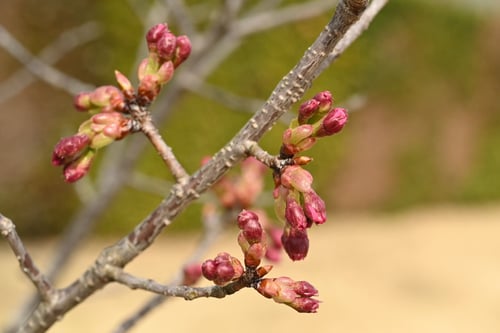 陽光桜,桜の品種,ヨウコウサクラ