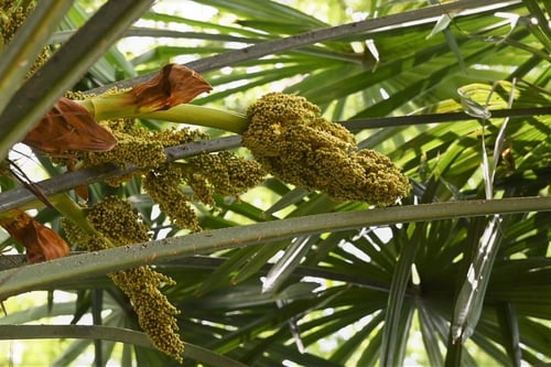 シュロの木,棕櫚の木の花,しゅろ