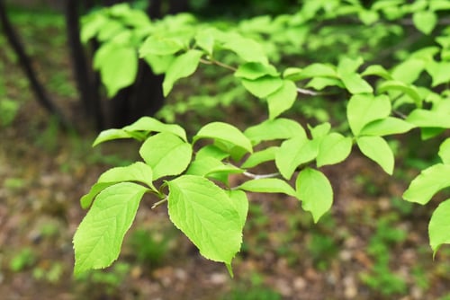 あおはだ,アオハダの葉っぱ,画像