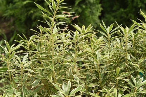 アセビ,葉に模様が入る馬酔木,あせび