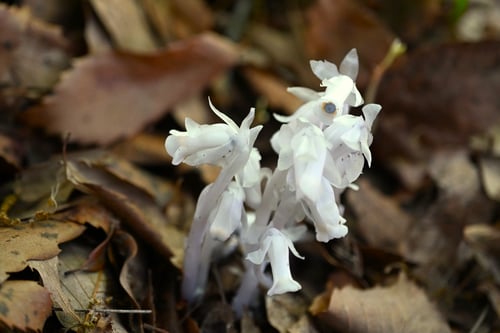 銀龍草,ゆうれいだけ