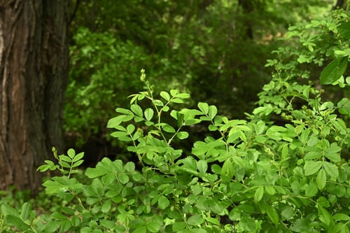 野バラ,野生,ノイバラ