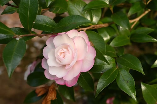 カンツバキ,寒椿