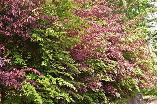 トキワマンサク,生垣,ときわまんさく