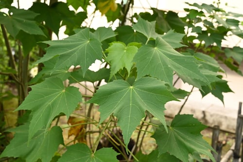 酔芙蓉,葉っぱ,すいふよう,スイフヨウ