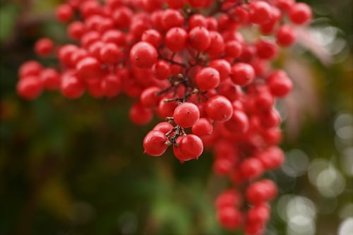 南天の木,ナンテン,Nandina,tree,なんてん