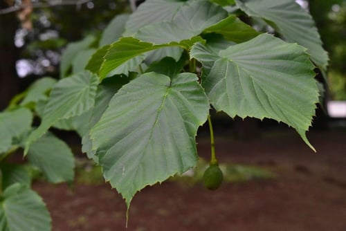 はんかちのき,Dove tree,leaf