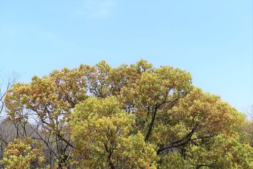 クスノキ,樟木,くすのき,樹木図鑑