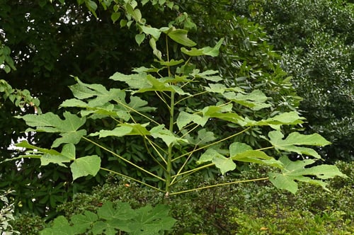 あおぎり,青桐,梧桐,アオギリ