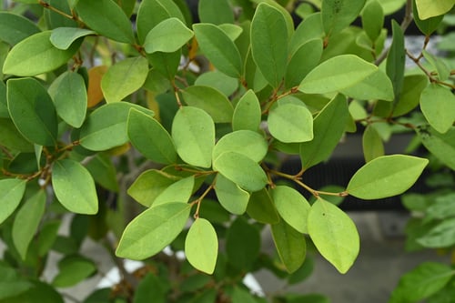 島いすのき,樹木