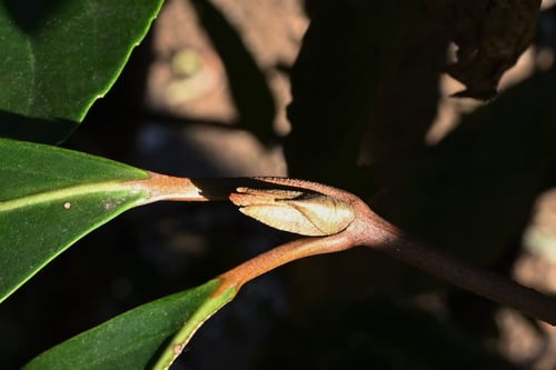 さんごじゅ,はるこがねばな,サンゴジュ,珊瑚樹