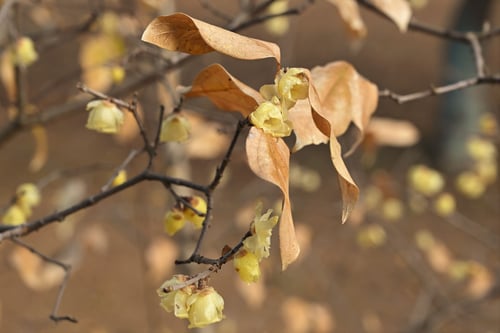 ろうばい,植物,ロウバイ