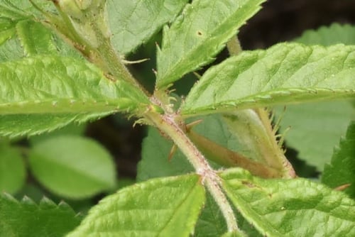 野荊,特徴,のいばら,ノイバラ