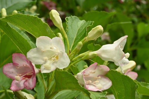 Japanese weigela