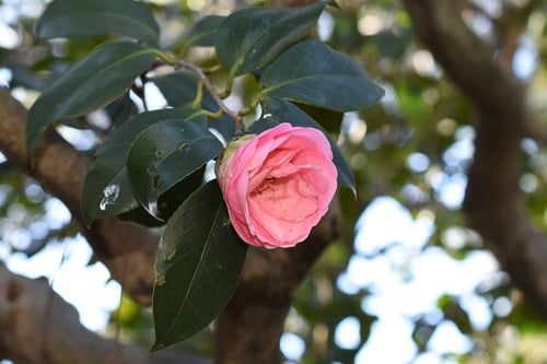 不如帰（ほととぎす）