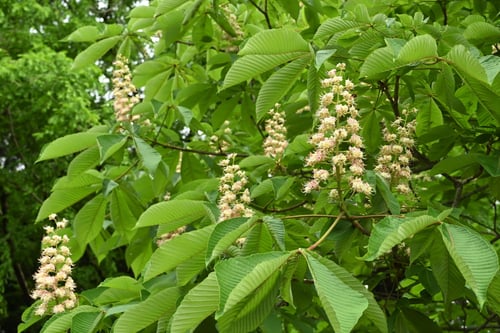 トチノキ,開花時期,とちのき
