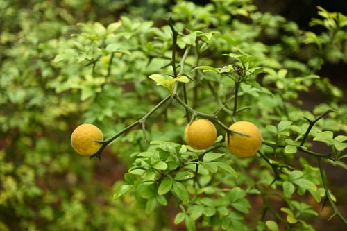 刺だらけの生垣