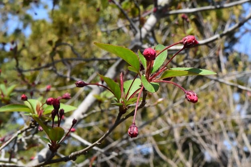海棠の木の花,ハナカイドウ,はなかいどう