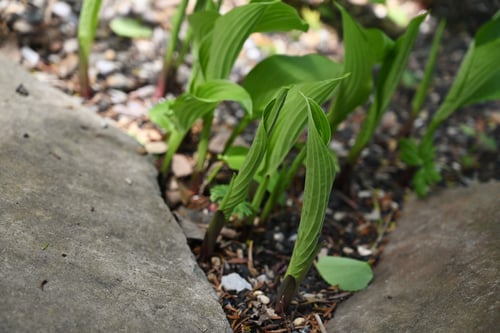 ぎぼうしの芽出し