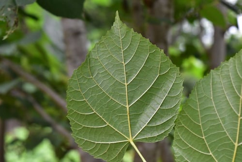 シナノキ,しなのき,樹木図鑑
